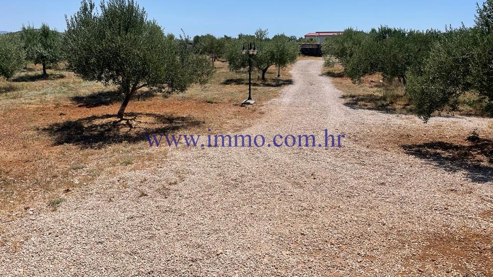 COTTAGE SURROUNDED BY OLIVE GROVES. SURROUNDINGS OF SIBENIK
